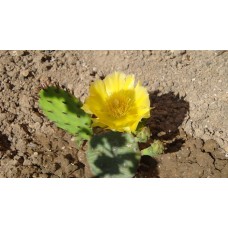 Кактус. Опунция садовая морозостойкая (Opuntia). Зимует до - 40.